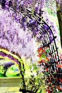 Hoa Tử Đằng Nở Đầy Trên Hàng Rào