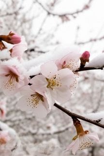 Tuyết Trên Cành Lê Hoa